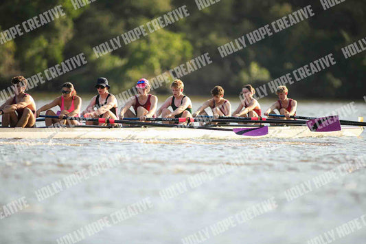 Brown Snake Image - 281